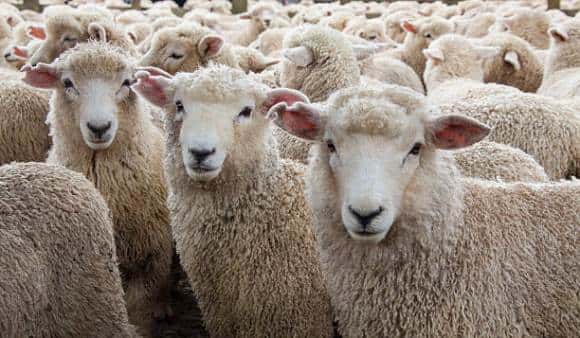 sheep-herd-in-new-zealand