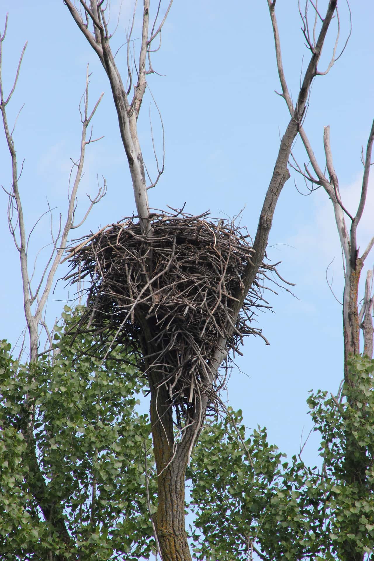 Game & Fish: Report Bald Eagle Nest Sightings | News Dakota