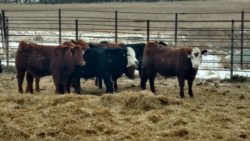 cattle-feeding-ndsu