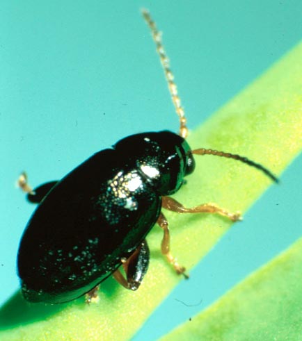 leafy-spurge-beetle