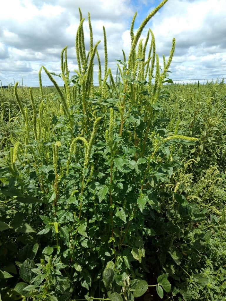 Keeping An Eye Out For Palmer Amaranth A Top Priority | News Dakota