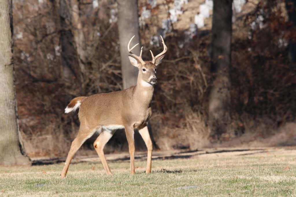 nearly-8-000-deer-hunting-licenses-remain-after-lottery-kbmwnews