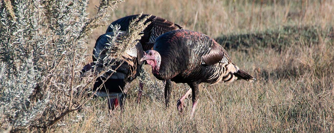 Fall Turkey Season Set, Apply Online News Dakota