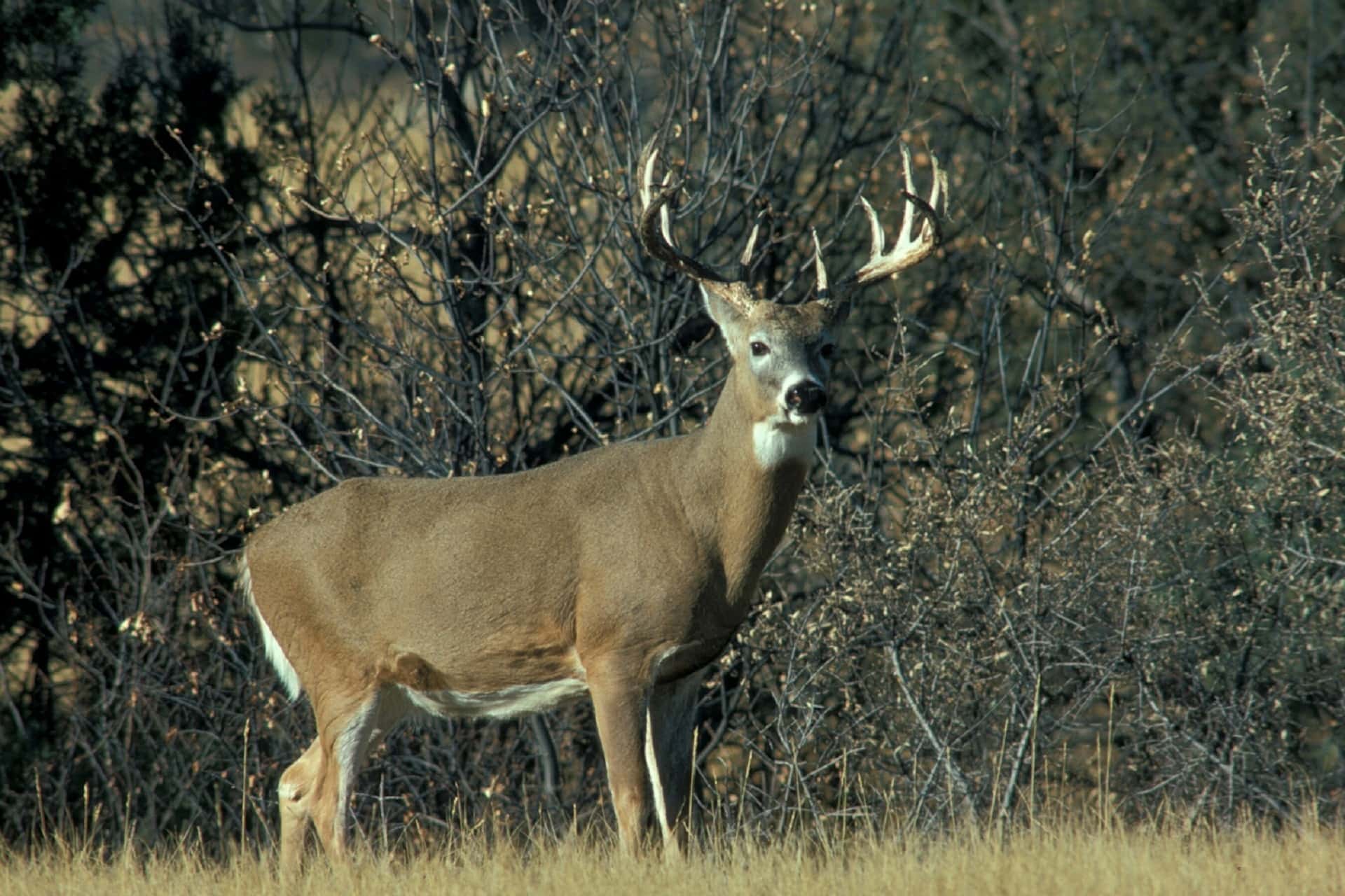 white-tail-deer-889134