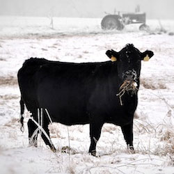 cattle_cold_snow_1210-2