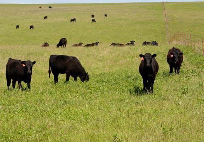 kstate-heifers-stockers-replacement-flint-hills-grazing