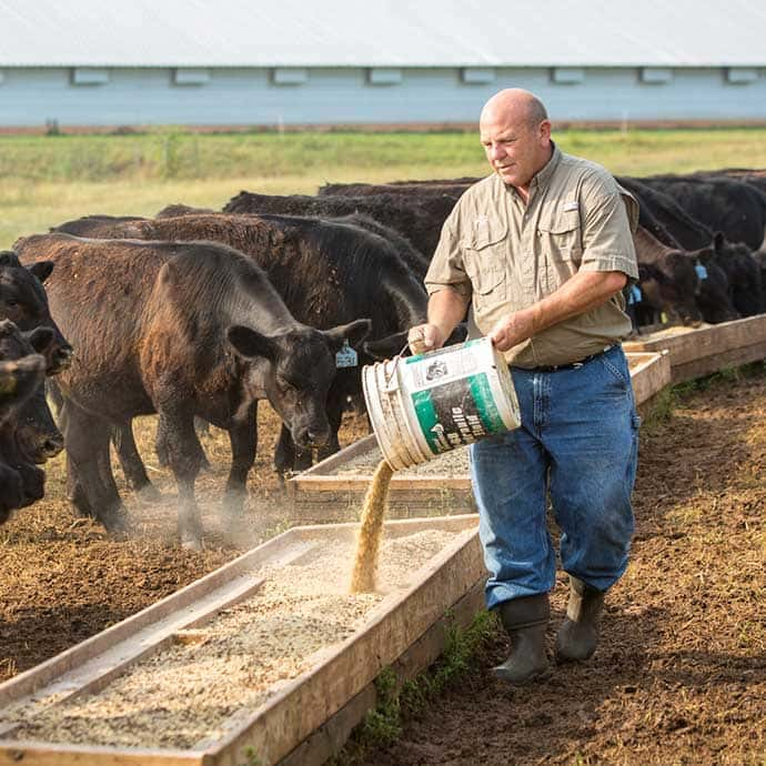 meet-leaders-zippy-tile-feeding-cows