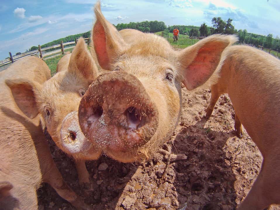 pigs