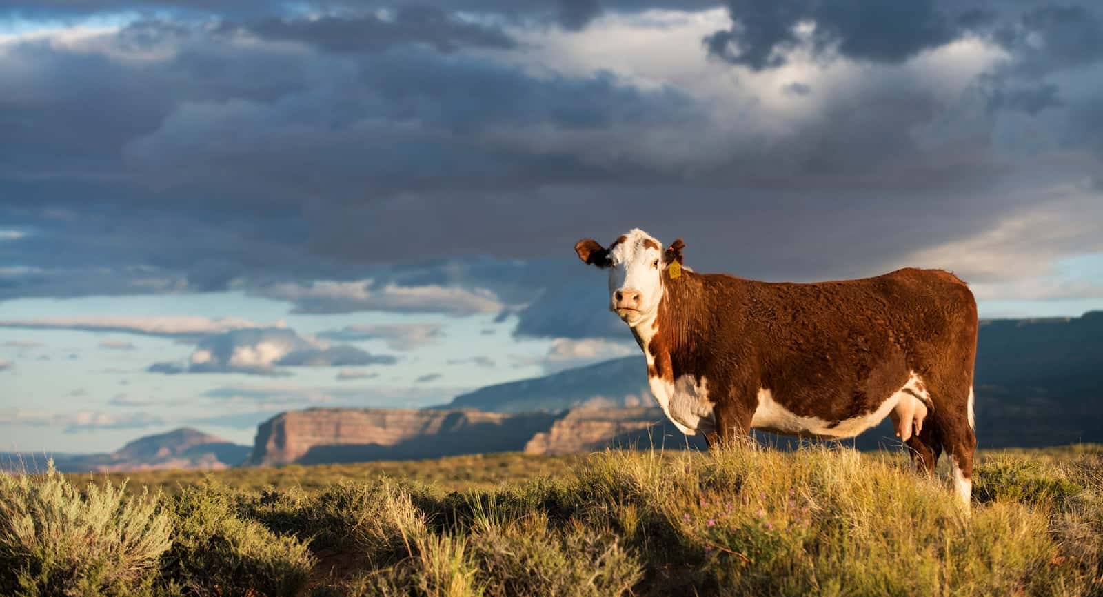 blm-grand-staircase-escalante-national-monument-hereford-cow