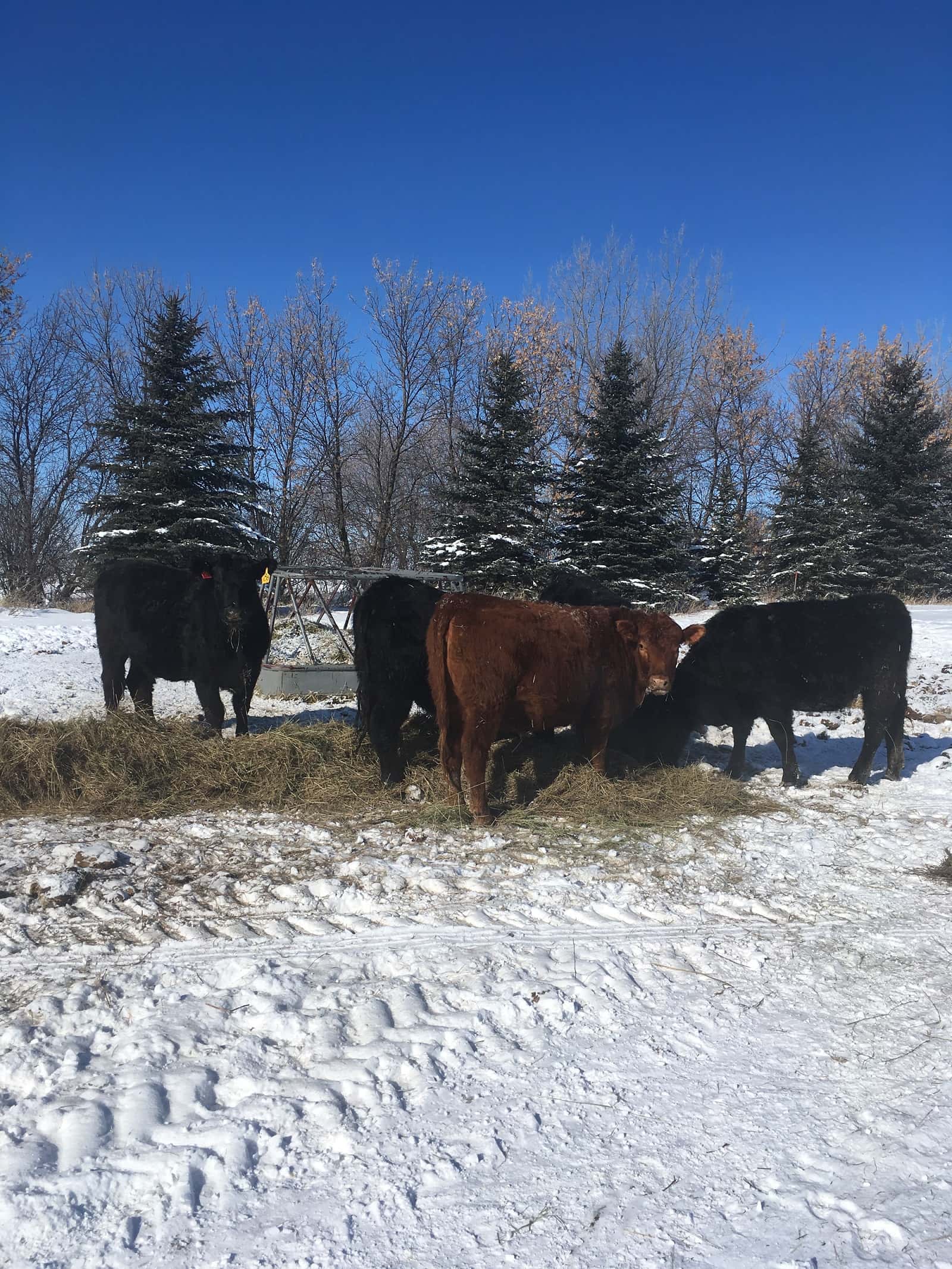 winter-cattle