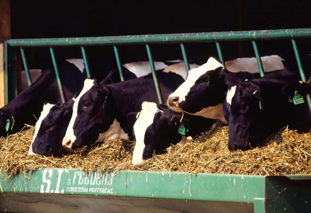 Value of U.S. Dairy Exports to Canada Grew by Nearly 50% Over a Decade - Vimarsana News