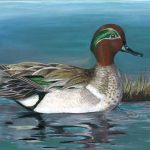 Duck on Lake by Sydney Nelson