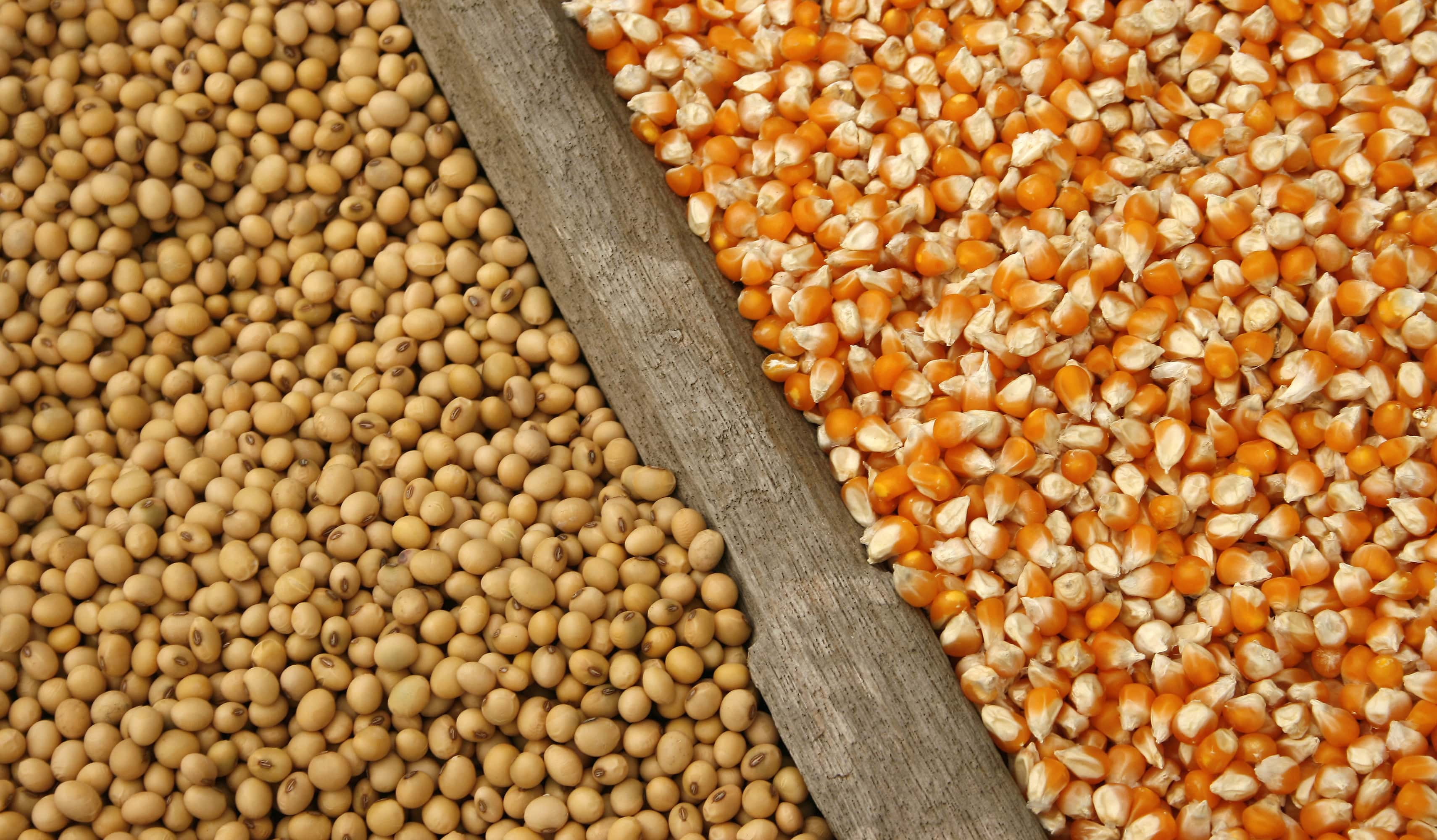 corn-and-soybean_adobestock_65631699-2