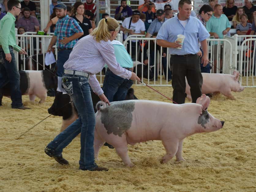 pig_show_world_pork_expo_18