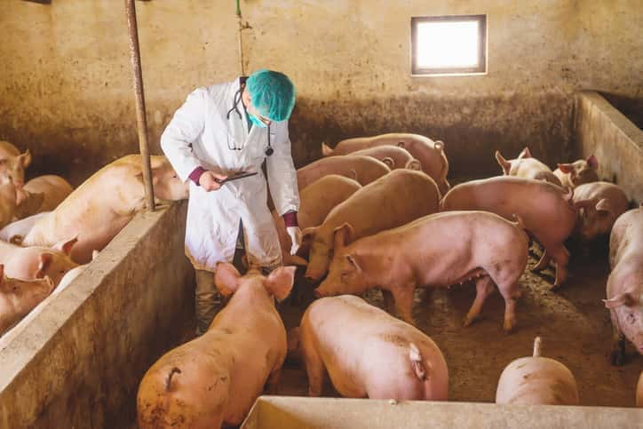 rabobank-asf-to-catalyze-widespread-pig-production-consolidation-in-china