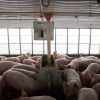 usa-trade-china-pork-farmer-550x330