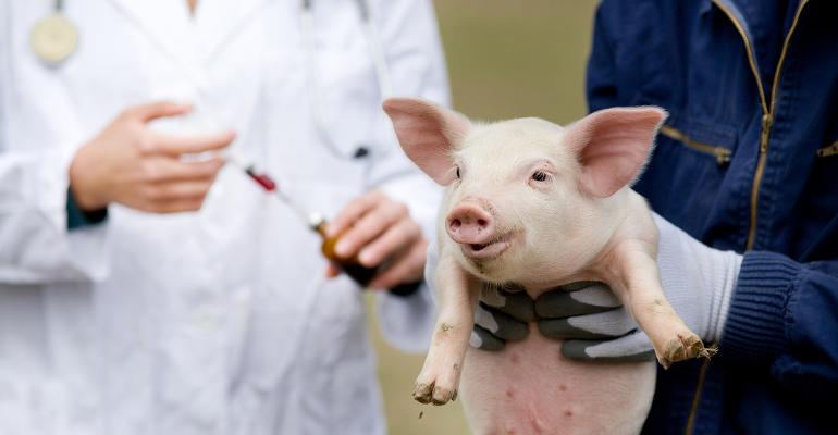 nhf-vets-holding-pig-thinkstockphoto