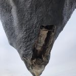 IMG954098: A hole has formed on the chin of the World's Largest Buffalo.