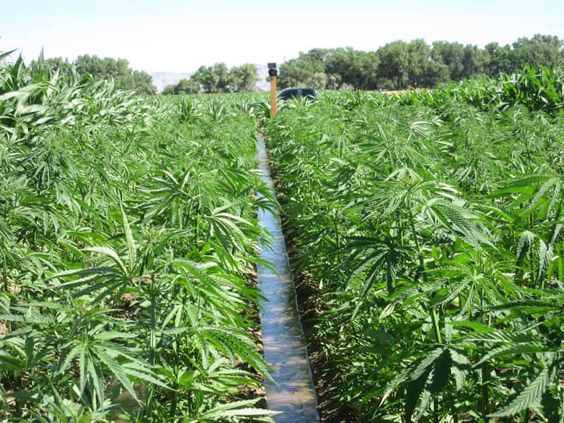 hemp_irrigation_big