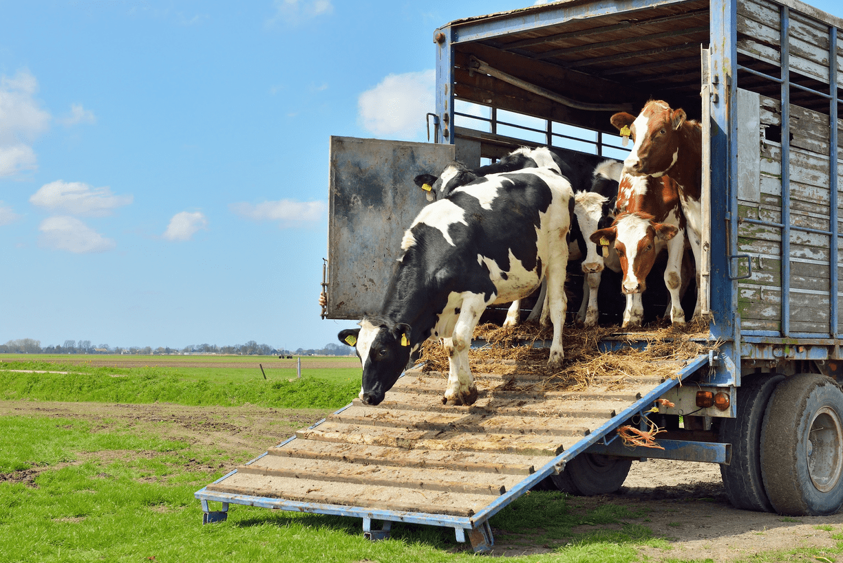 cows