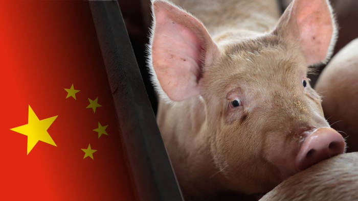 china-pig