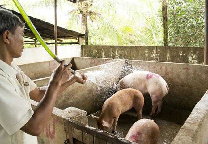 ilri-vietnam-pigs