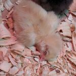 Baby Chick: After an exciting day, some of the baby chicks fell fast asleep