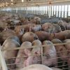 stock_hogconfinement