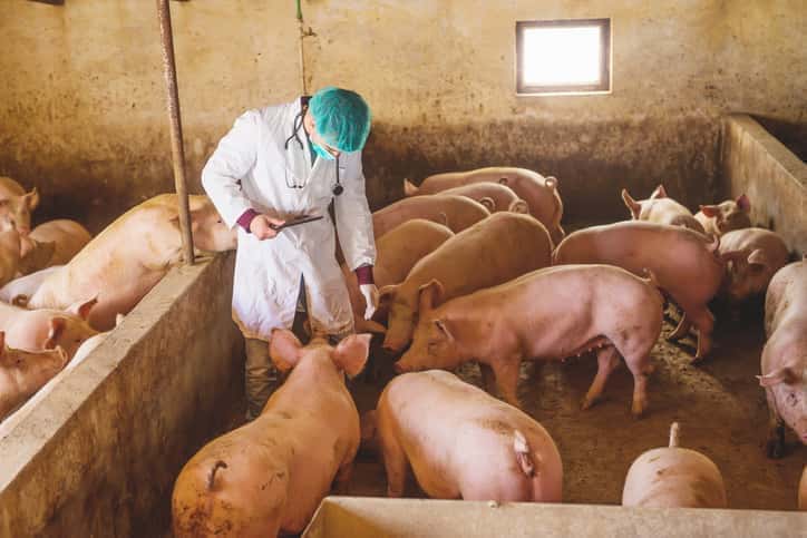 rabobank-asf-to-catalyze-widespread-pig-production-consolidation-in-china-2