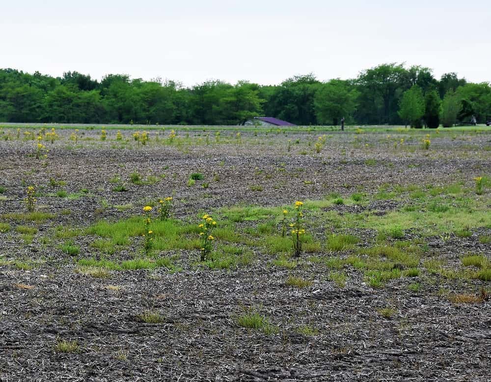 unplanted-field-late-may-2019