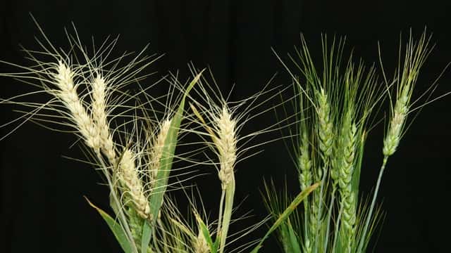 making-wheat-better-equipped-to-fight-fungal-disease-320464