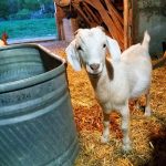 Baby-Goat