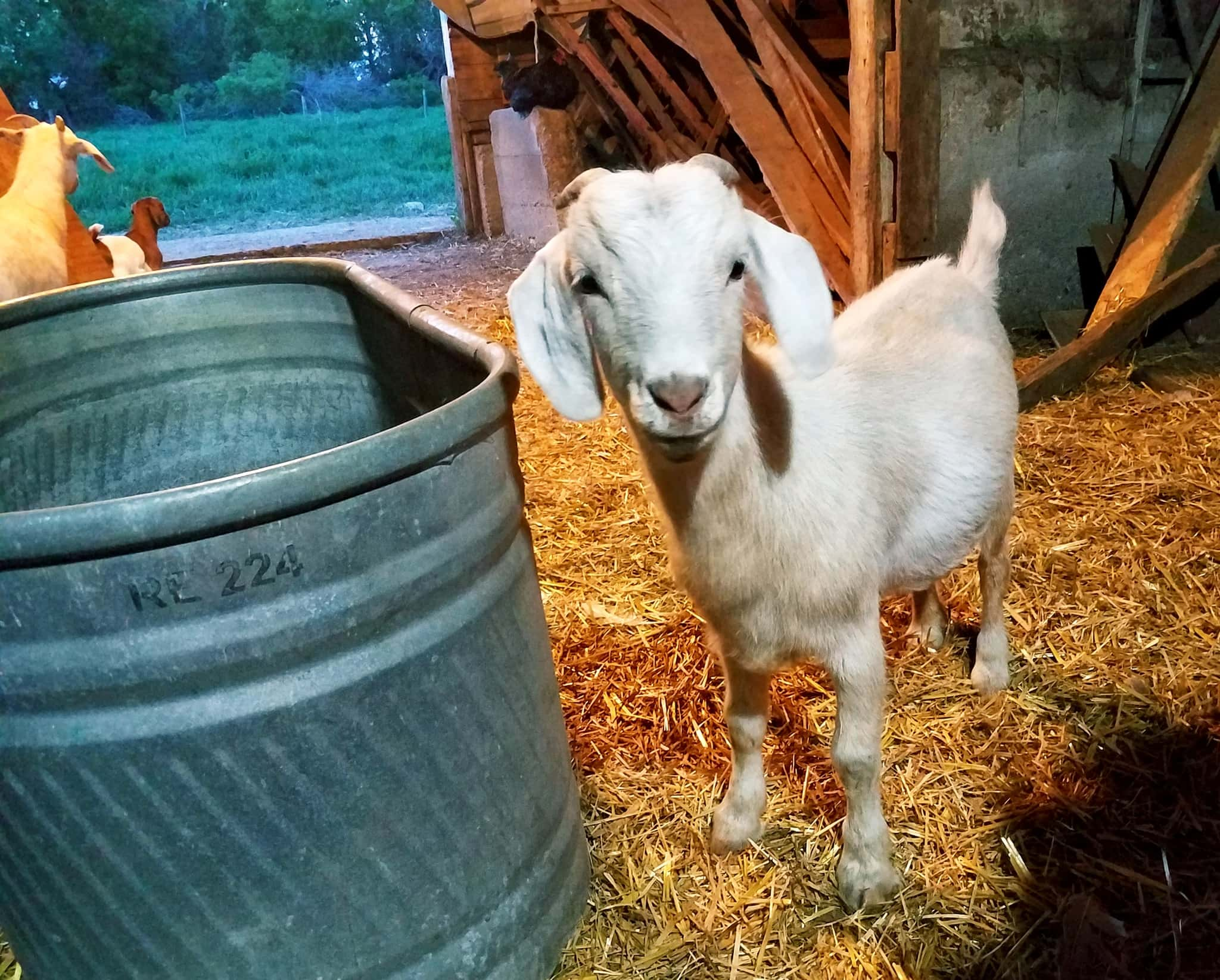 baby-goat