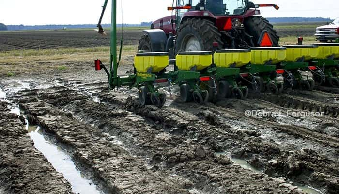 wet-corn-planting-2