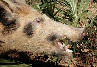 feral-pig