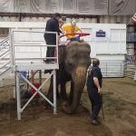 circus-elephant