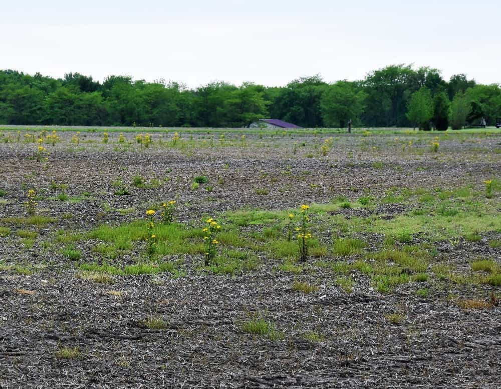 unplanted-field-late-may-2019-2