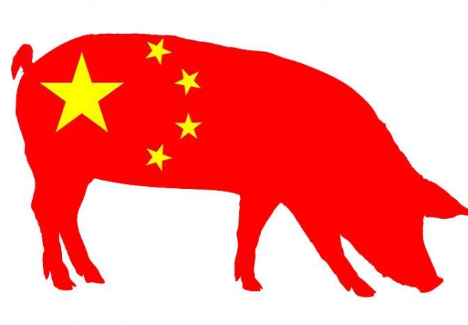 chinapig