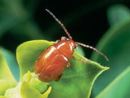 leafy-spurge-beetle-2