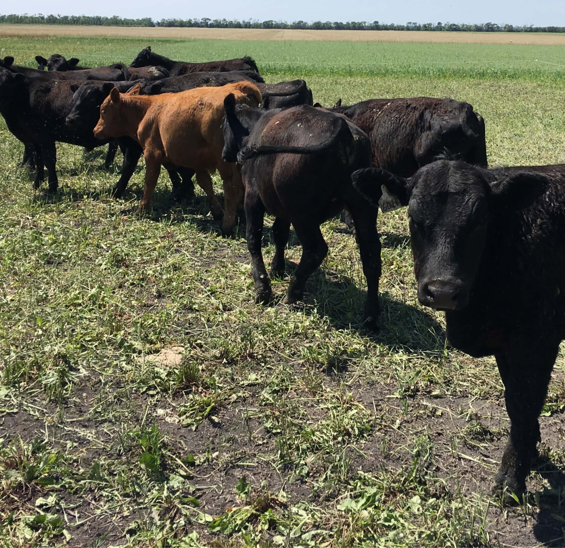 grazing-cover-crop