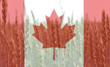 canadianflagwheat