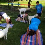 Goat Yoga in Hinschberger Park. Goats provided by Josh Johnson family.