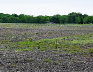 unplanted-field-late-may-2019-3