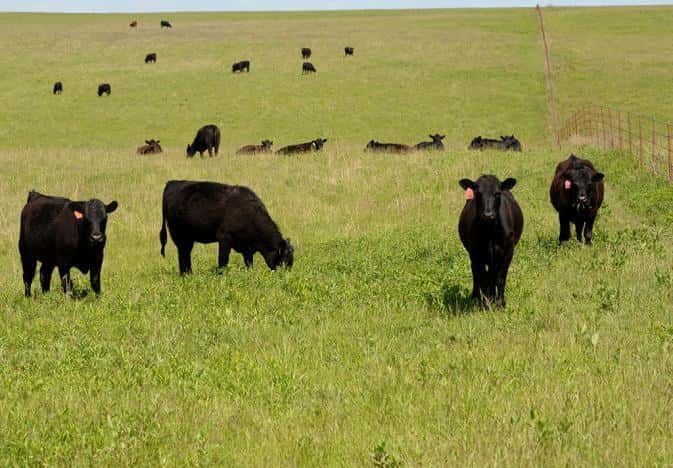 kstate-heifers-stockers-replacement-flint-hills-grazing-2