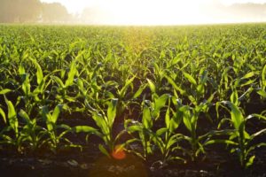 pexel-corn-crops-farm-96715-2