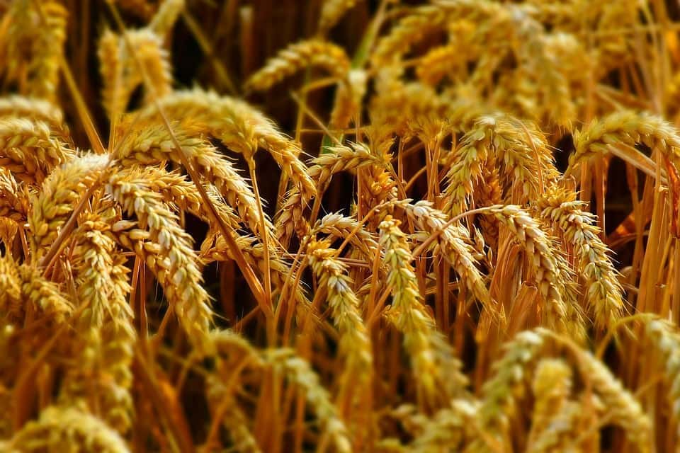wheat-2536371_960_720