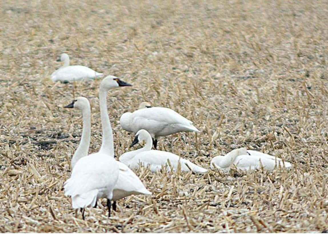 swan-hunting