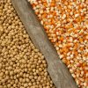 corn-and-soybean_adobestock_65631699-2-3