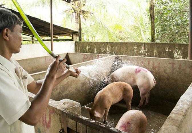 ilri-vietnam-pigs-4