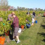 Red Trail Vineyard grape harvest.
